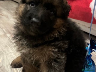 German Shepherd dogs Outstanding long haired Gsd pups for sale - Advert 10