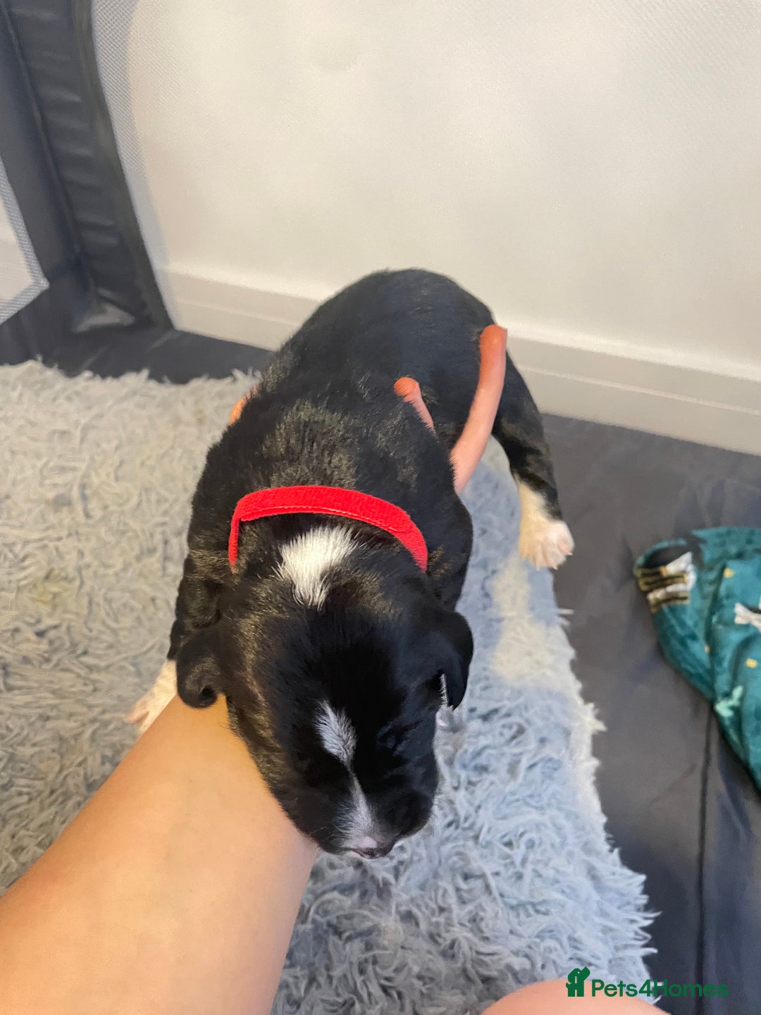 Cocker Spaniel dogs for sale: Cocker spaniel puppies - Advert 3