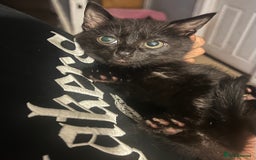 Mixed Breed cats for sale: Beautiful kittens  - Image 4
