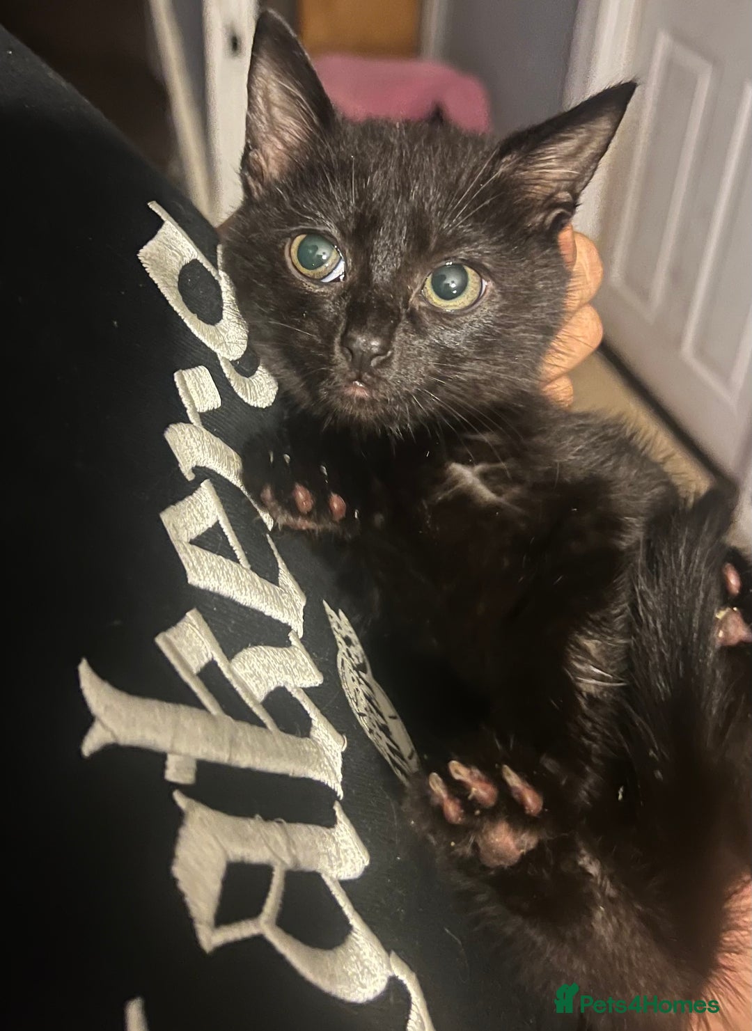 Mixed Breed cats for sale: Beautiful kittens  - Image 4