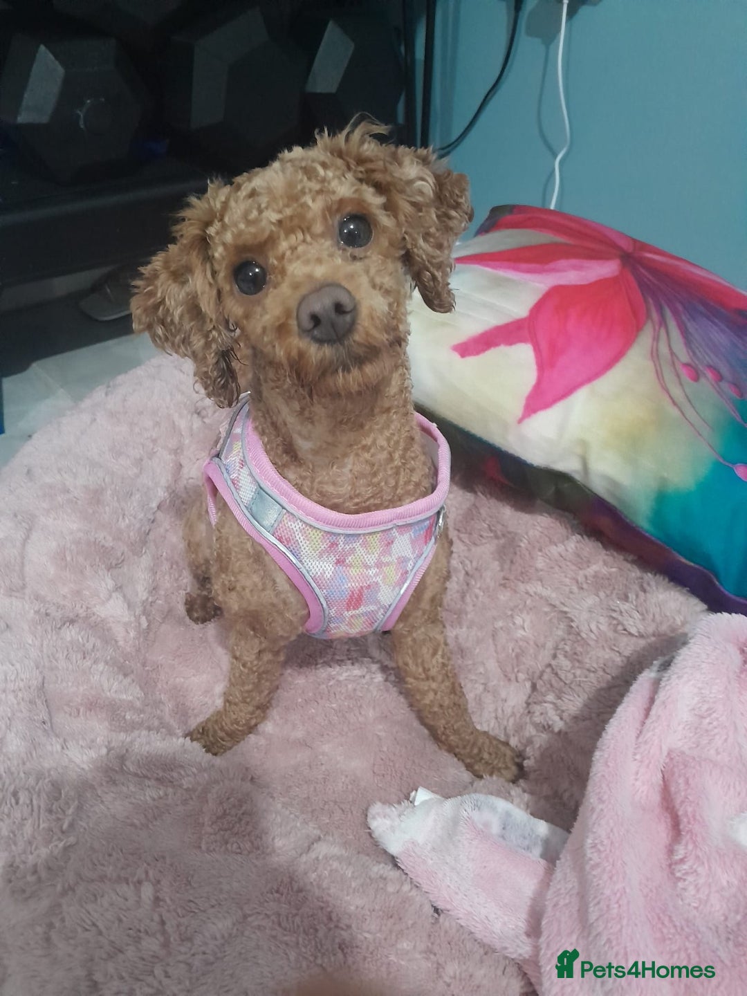 Poodle dogs for sale: Female  **  Poodle - Advert 4