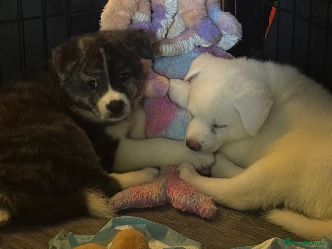 Japanese Akita Inu dogs for sale: Japanese Akita Puppies READY NOW - Advert 1