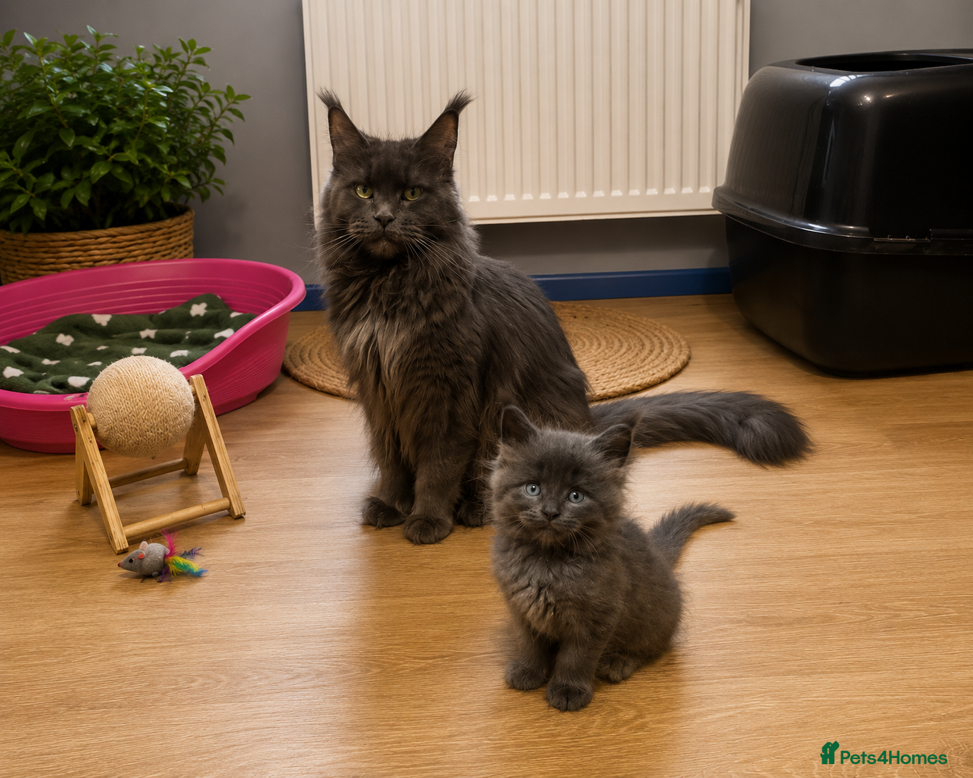 Maine Coon cats for sale: TICA registered boys Maine Coon  - Advert 1