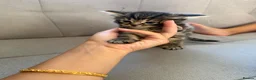 British Shorthair cats for sale: Kittens looking for a forever home  in Tonbridge - Advert 8
