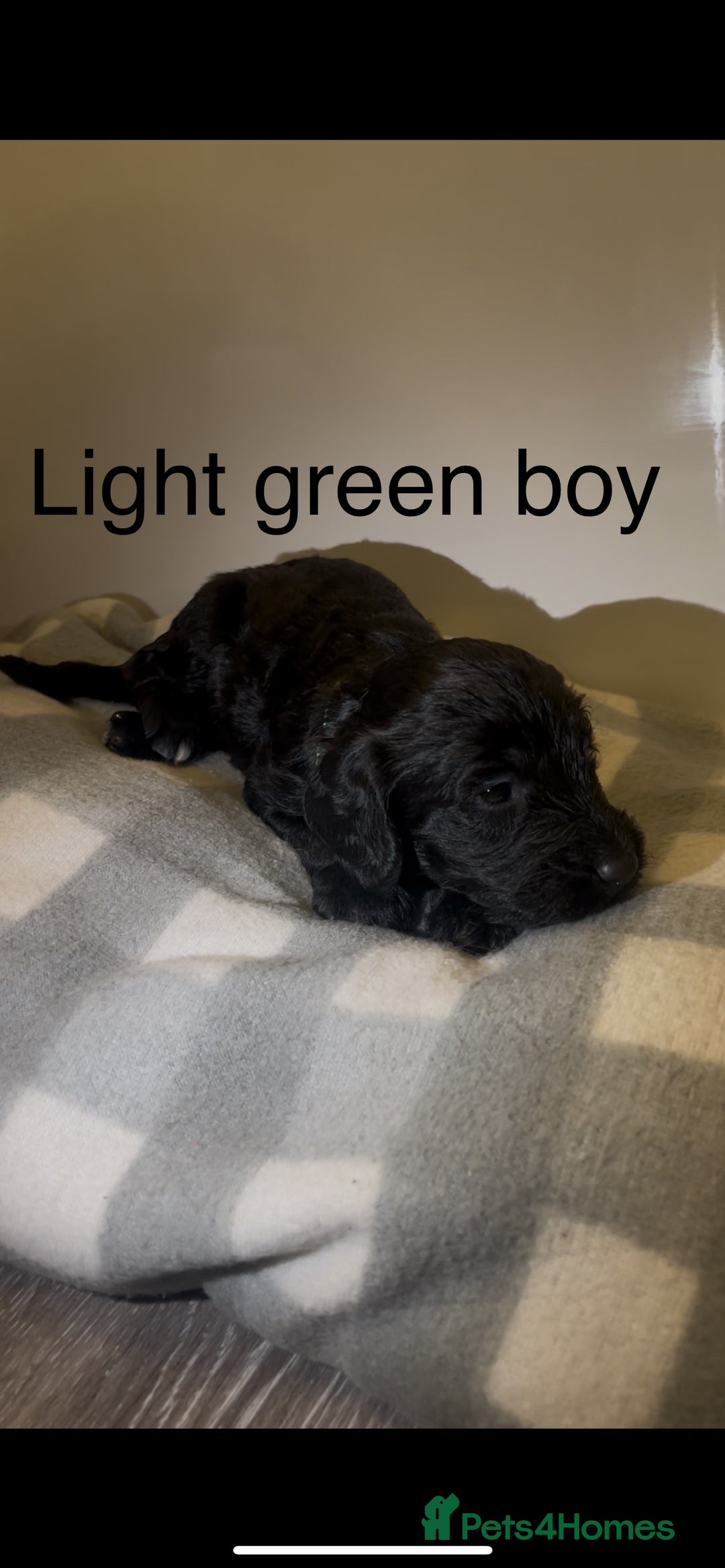 Cockapoo dogs for sale: Cockapoo puppies - Image 19