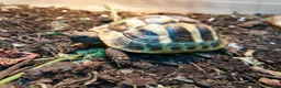Hermann Tortoise reptiles for sale: Hermann Tortoises  - Advert 9