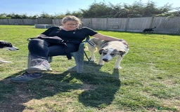 Mixed Breed dogs for adoption: WIGGLY WIGGLE  - Image 2