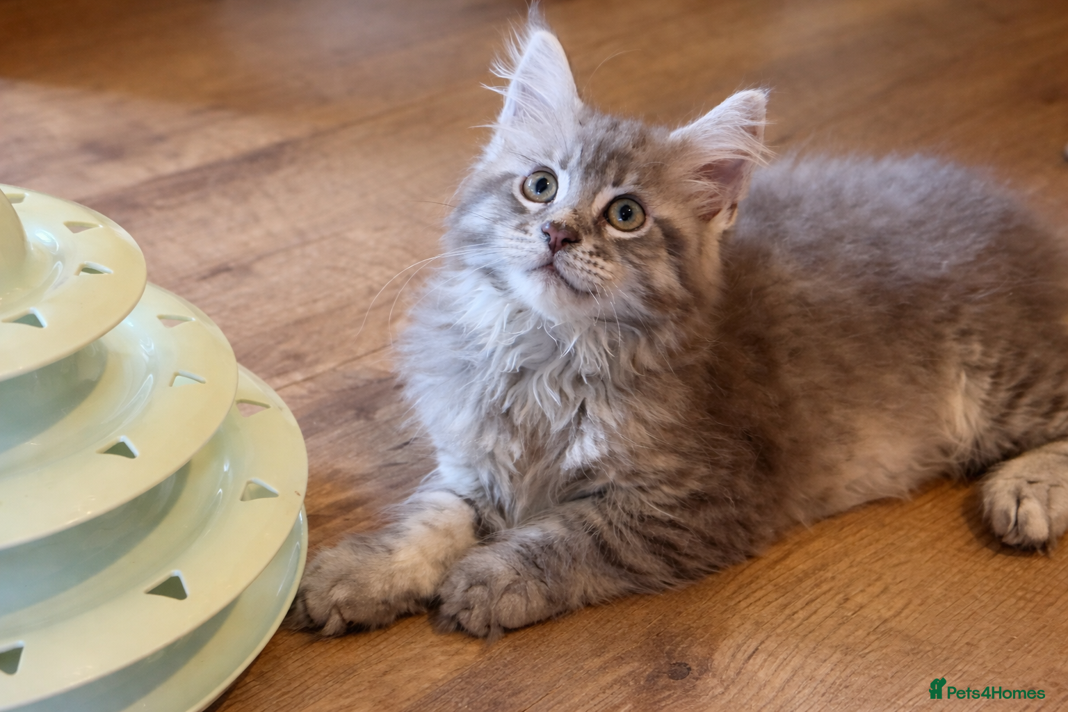 Maine Coon cats Silver Tabby Maine Coon | TICA | Ready Now - Advert 8