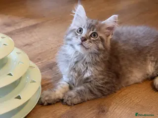 Maine Coon cats Silver Tabby Maine Coon | TICA | Ready Now - Advert 8