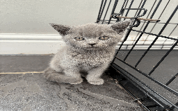 British Shorthair cats for sale: 4 british short Haired kittens for sale  - Image 5