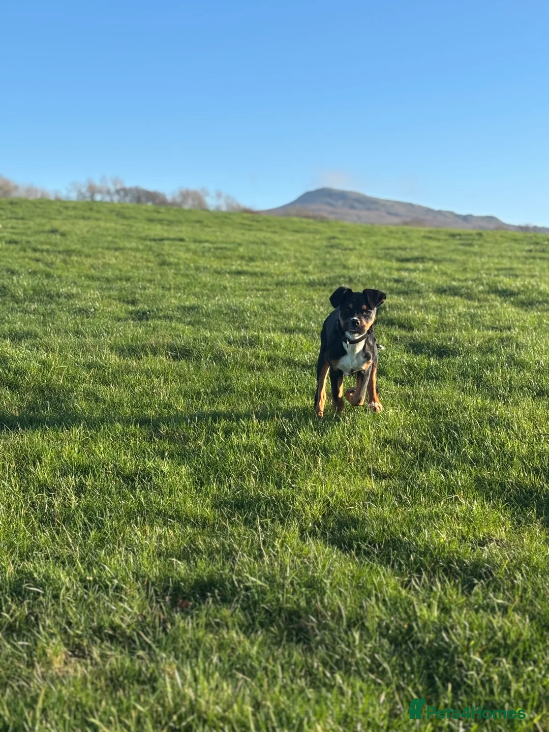 Mixed Breed dogs for sale: Box across Rottweiler 6months old  - Advert 3