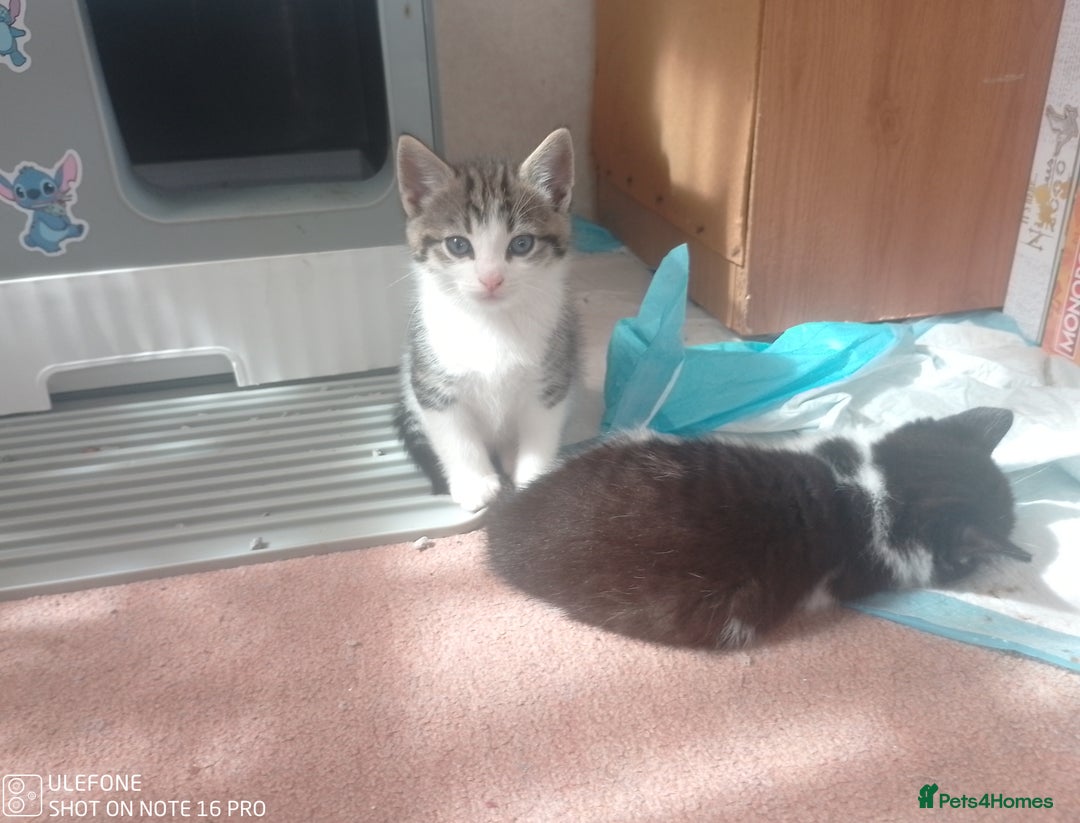 Mixed Breed cats for sale: 9 adorable Disney kitten couples  - Image 17