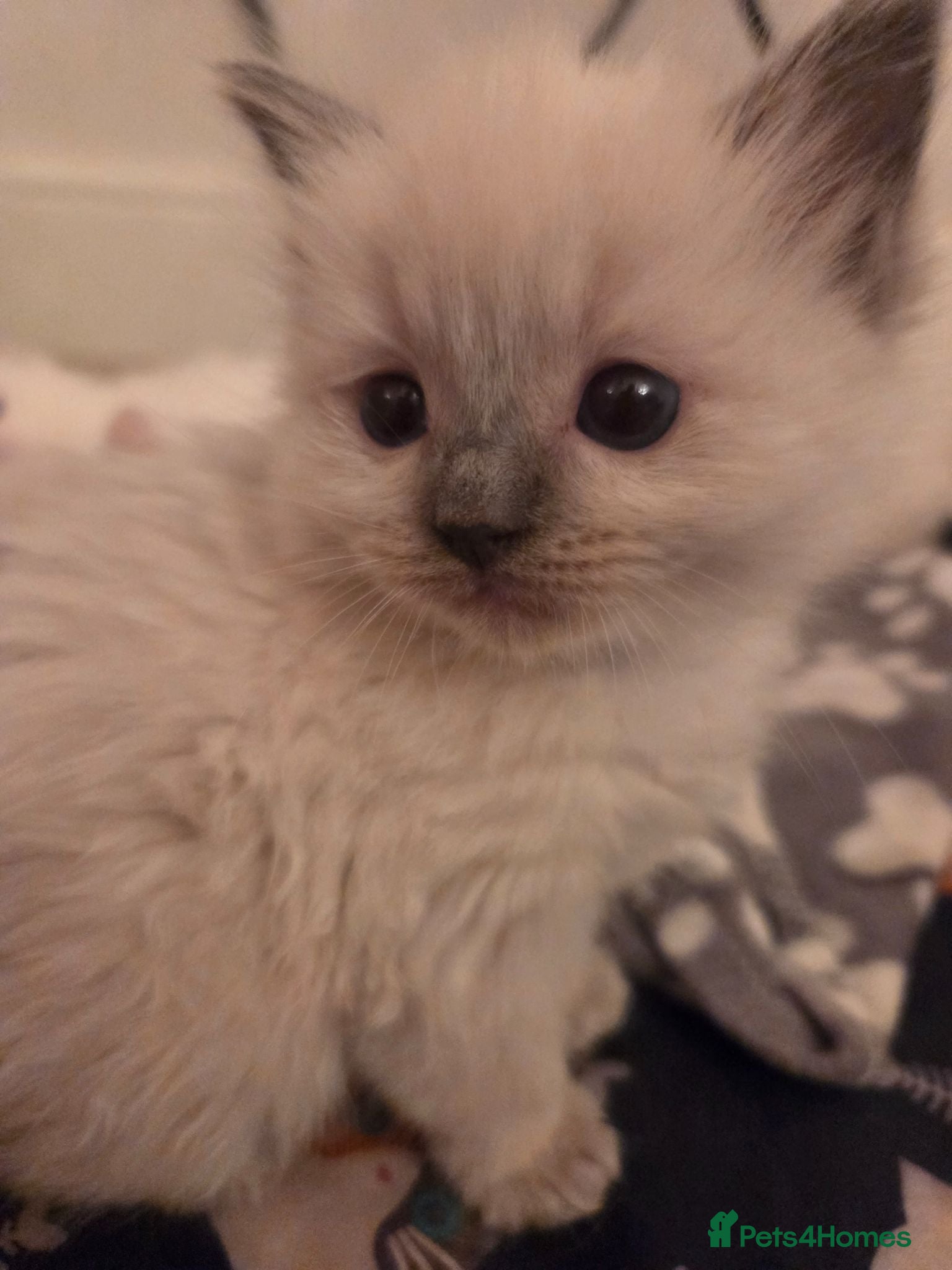 Ragdoll cats 🏆GCCF REG. EXTENSIVELY TESTED RAGDOLL KITTENS 🌟 - Advert 2