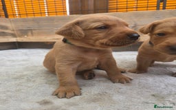 Labrador Retriever dogs for sale: 1 BOY LEFT!! Fox Red Labrador - Working Lines - Image 18