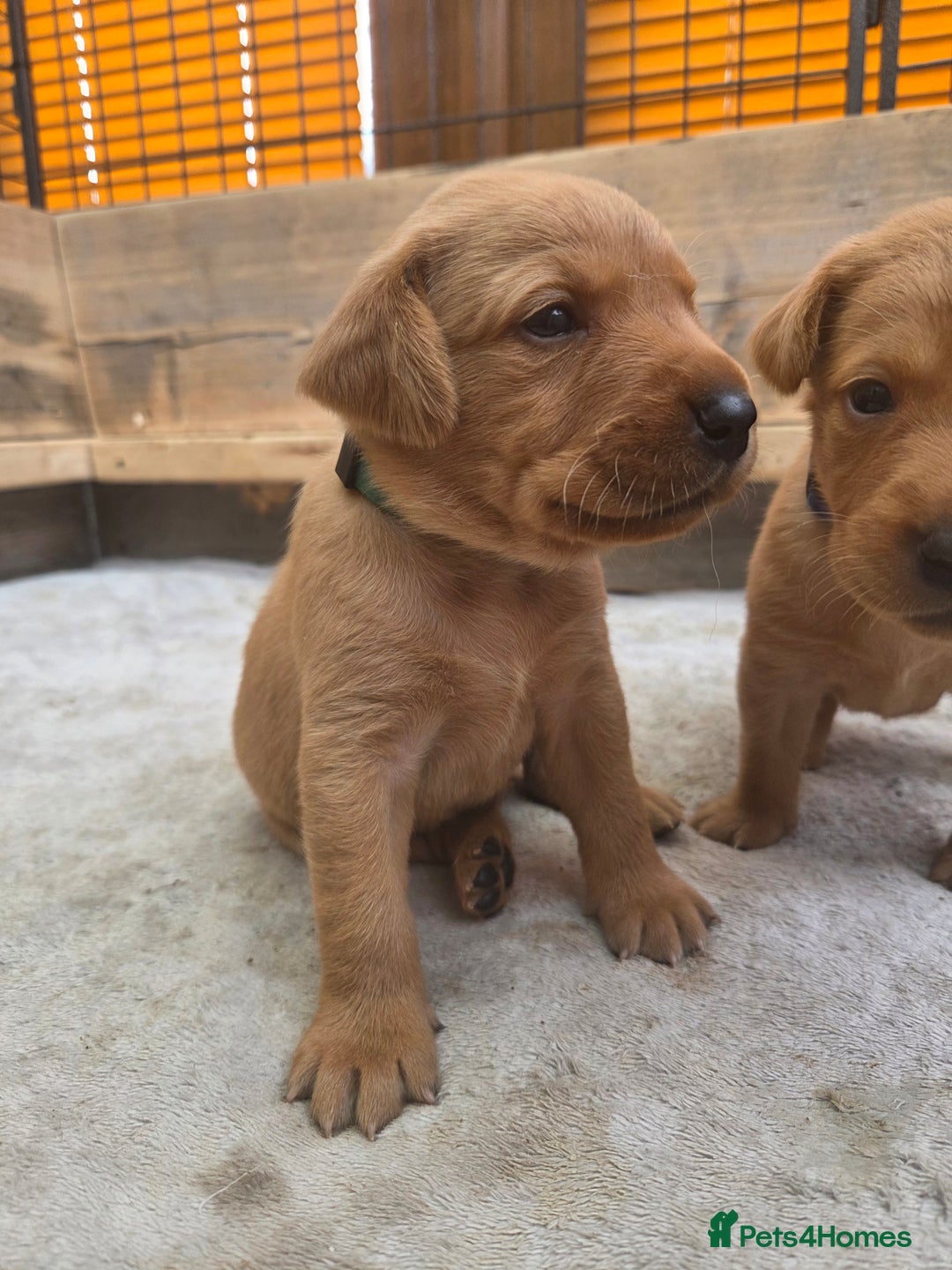Labrador Retriever dogs for sale: 1 BOY LEFT!! Fox Red Labrador - Working Lines - Image 18