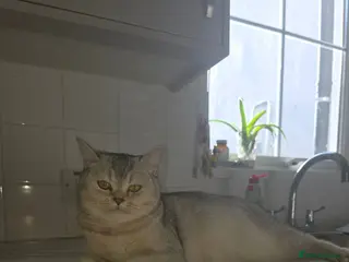 Scottish Fold cats Scotish fold/straight - Advert 9