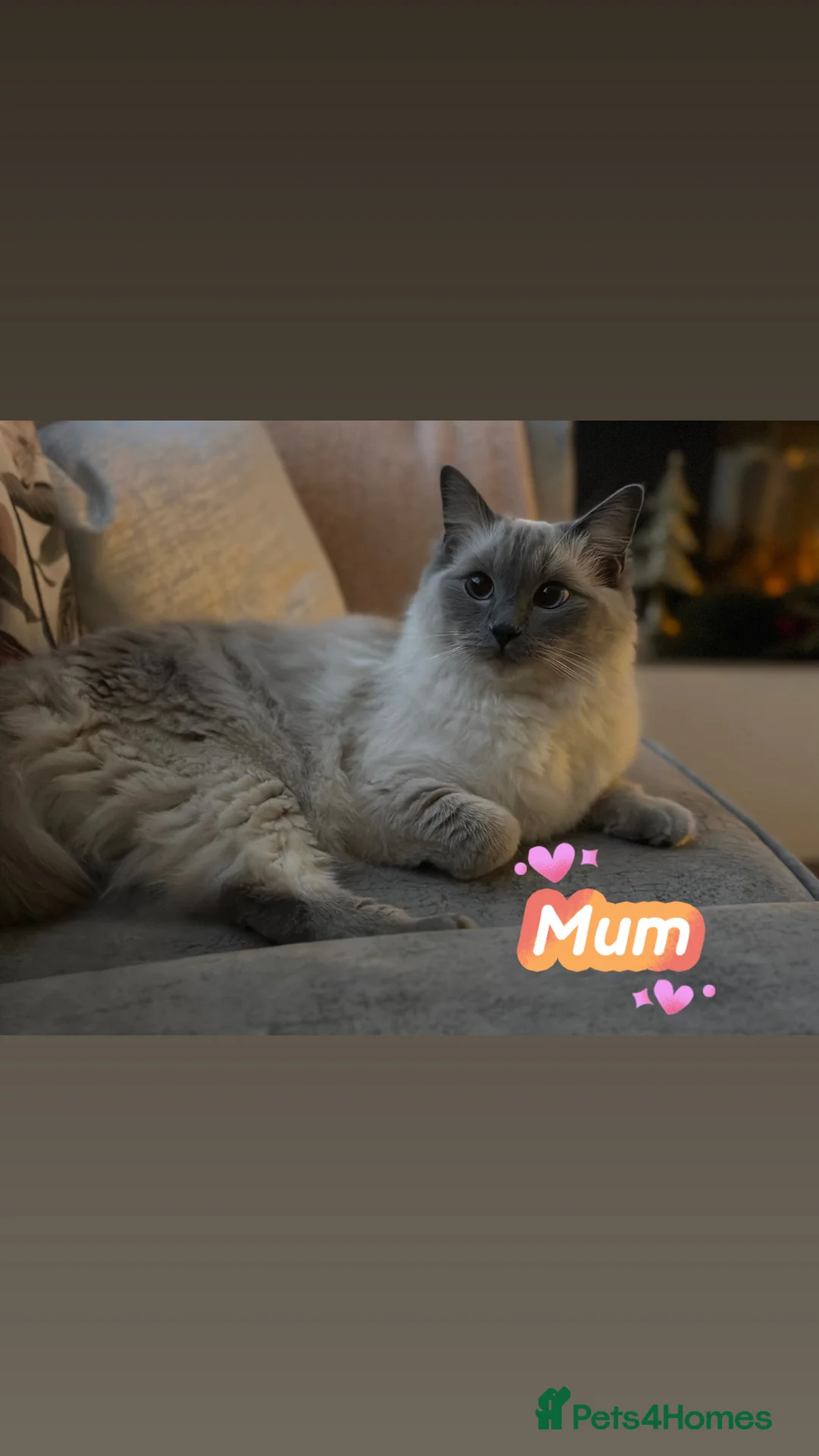 Ragdoll cats for sale: ✨ 6 beautiful ragdoll kittens ✨ - Advert 2