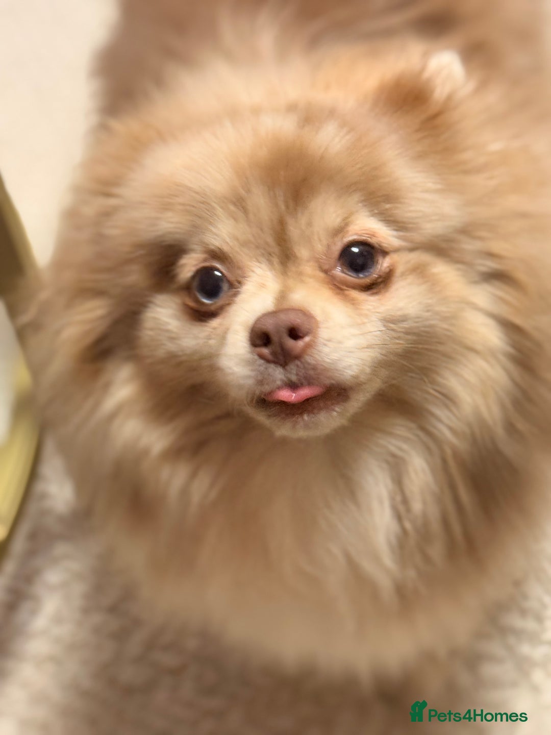 Pomeranian dogs for sale: Small & Fluffy Pomeranian Puppies Ready to Reserve - Advert 20