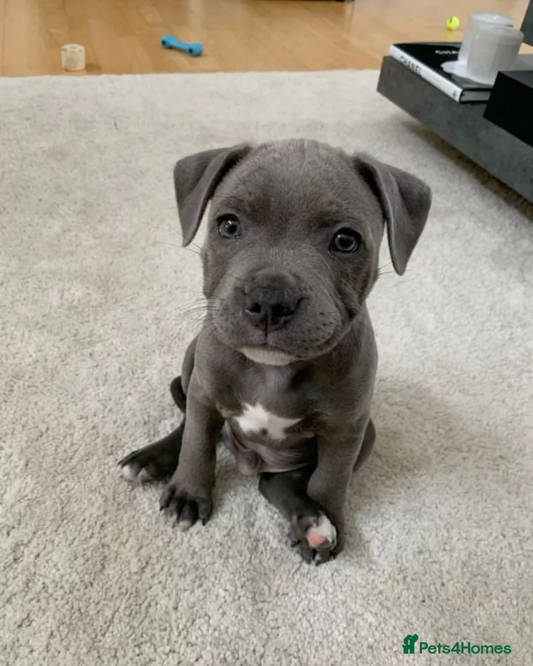 Staffordshire Bull Terrier dogs for sale: Staffordshire bull terrier babies - Image 6