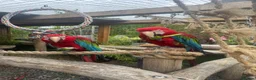 Macaws birds for sale: Green-wing Macaws-Bonded Pair  in Seaham - Advert 1