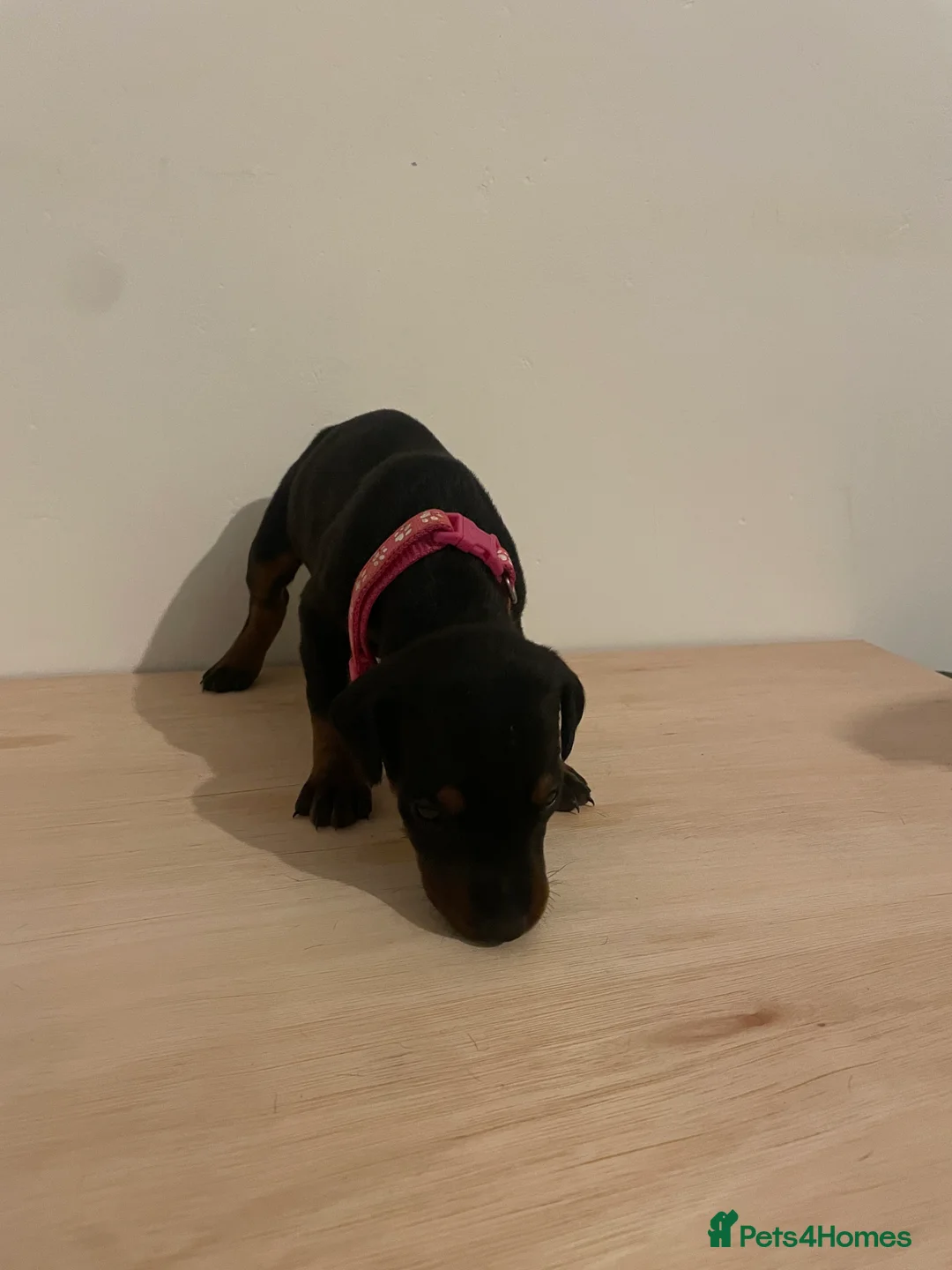 Dobermann dogs for sale: dobermann pinscher - Advert 3