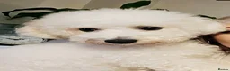 Bichon Frise dogs for sale: PURE BRED BICHON FRISE PUPPIES - Advert 2