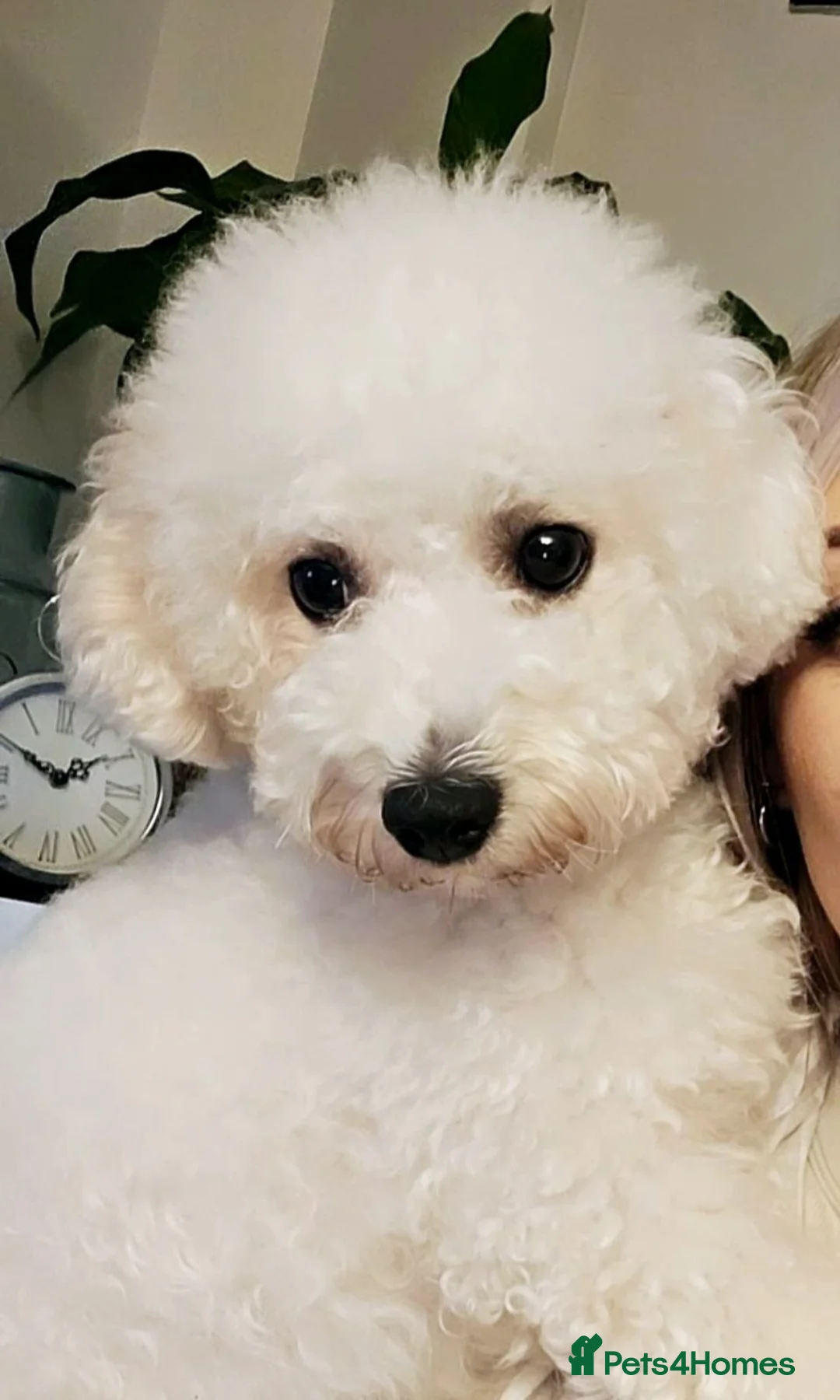 Bichon Frise dogs for sale: PURE BRED BICHON FRISE PUPPIES - Advert 2