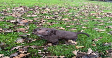 Cocker Spaniel dogs - Advert 2