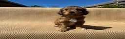Mixed Breed dogs for sale: Havatoodle Pups - Advert 36