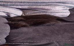 British Shorthair cats for sale: Cute boys - Image 2