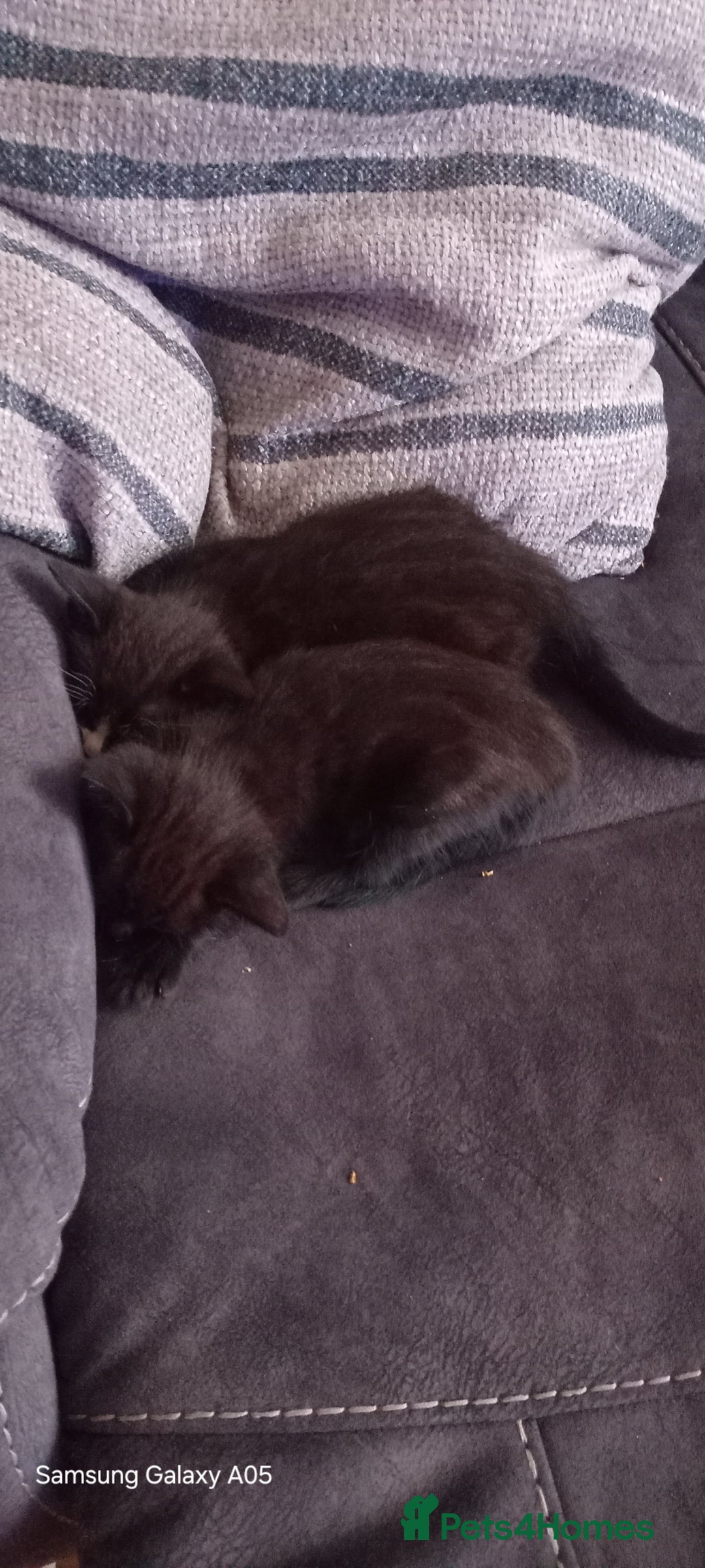 British Shorthair cats for sale: Cute boys - Image 2