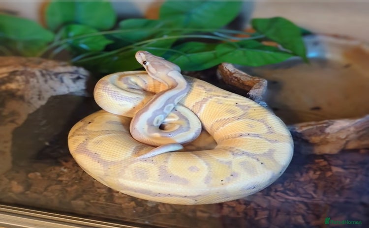 Snake reptiles - Advert 8