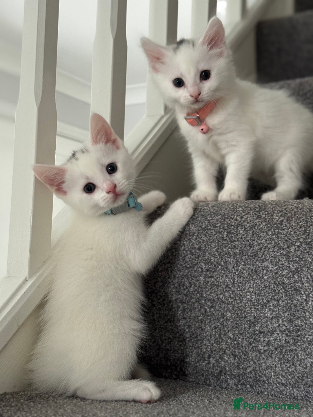 Mixed Breed cats for sale: Mixed breed white kittens  - Image 22