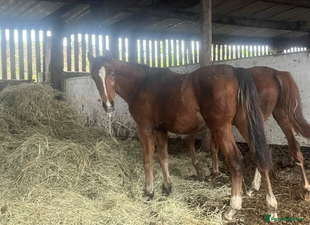 British Warmblood horses for sale: Sports horse and pony colts  - Advert 1