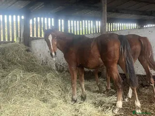 British Warmblood horses Sports horse and pony colts - Advert 2