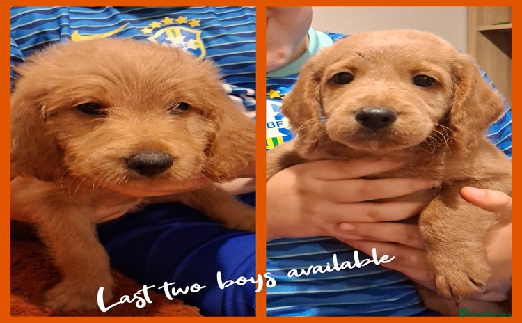 Labradoodle dogs - Advert 1