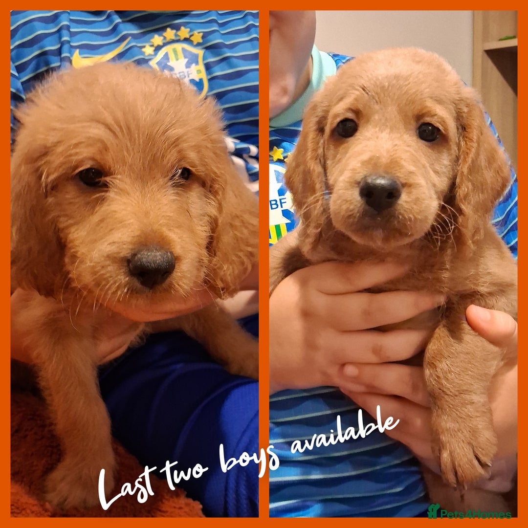 Labradoodle dogs for sale: DNA health tested F1b miniature labradoodles  - Image 1