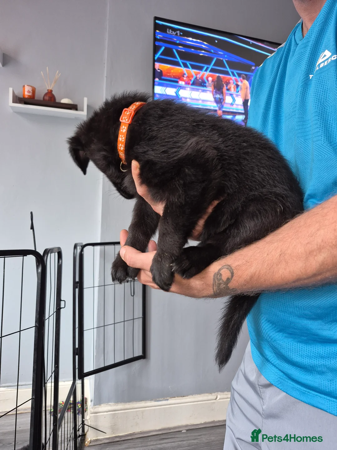 German Shepherd dogs for sale: German shepherd puppies only 4 left  - Advert 2