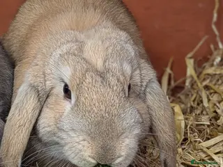 Mini Lop rabbits Beautiful Friendly Mini Lops - Advert 1