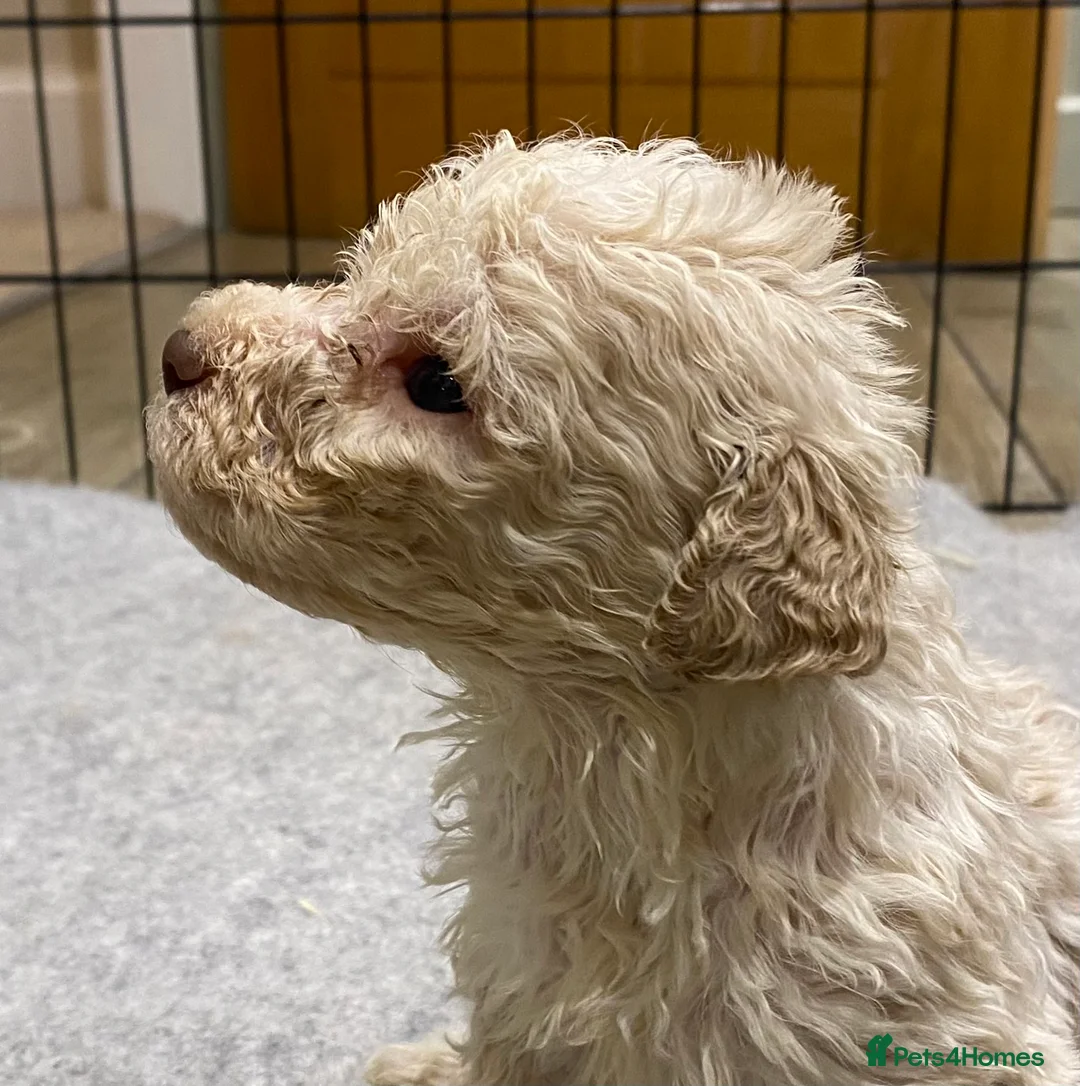 Lagotto Romagnolo dogs for sale: Lagotto romagnolo Puppies  - Advert 25