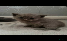 British Shorthair cats for sale: British shorthair kittens  - Image 15