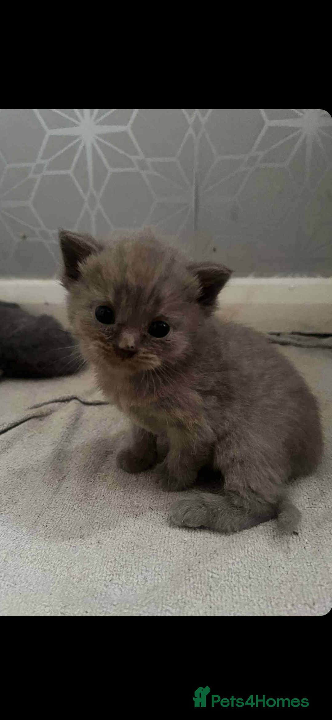 British Shorthair cats for sale: British shorthair kittens  - Image 15