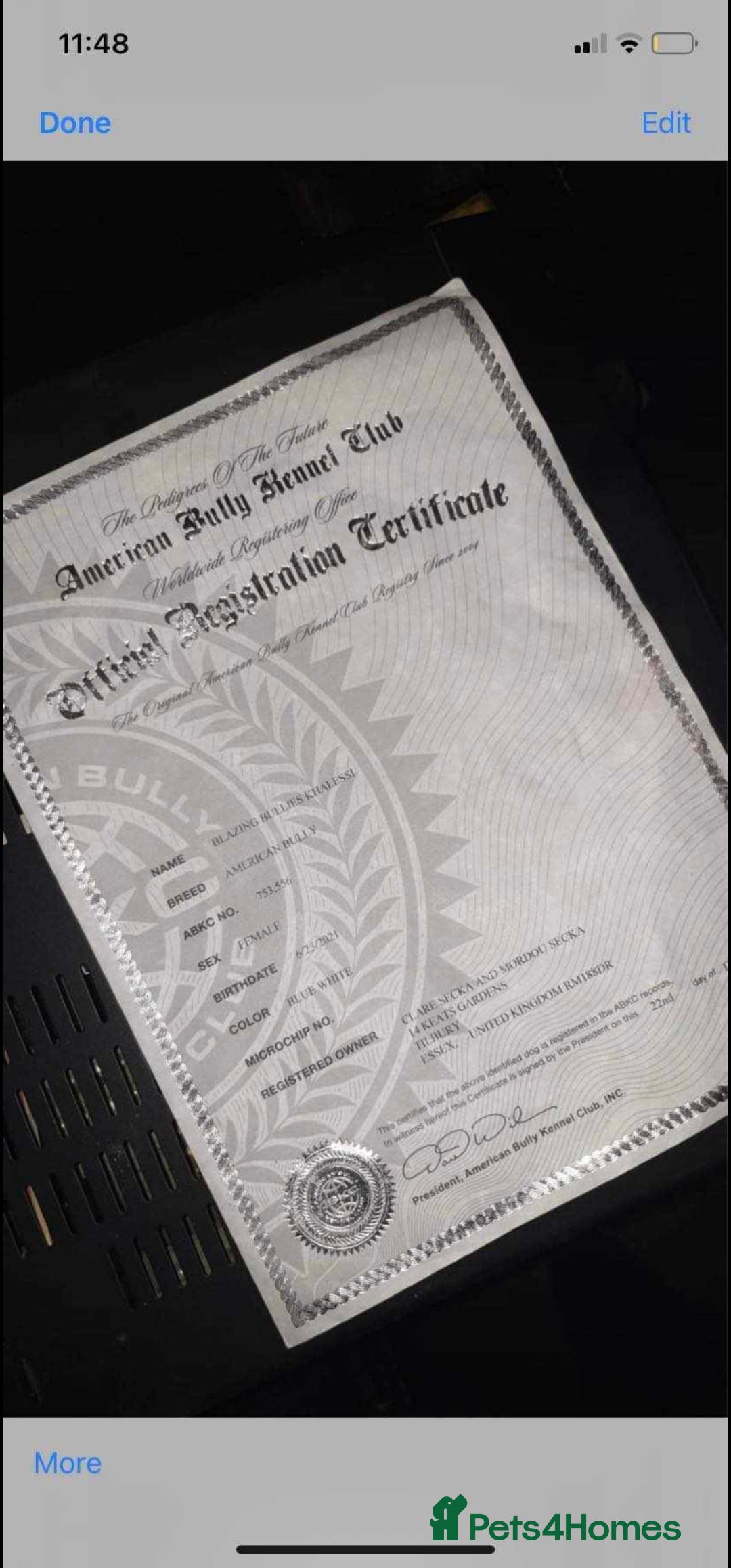 Mixed Breed dogs for stud: Dog for stud. American bully x cane corso - Advert 13