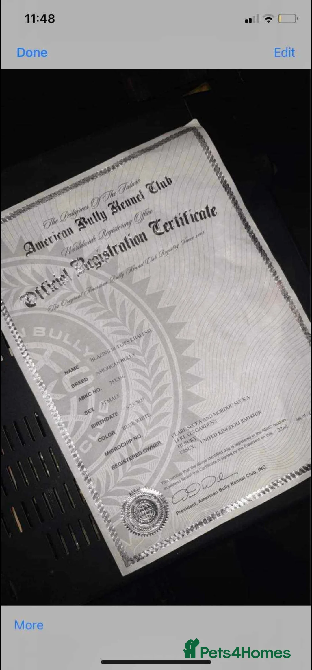 Mixed Breed dogs for stud: Dog for stud. American bully x cane corso - Advert 13