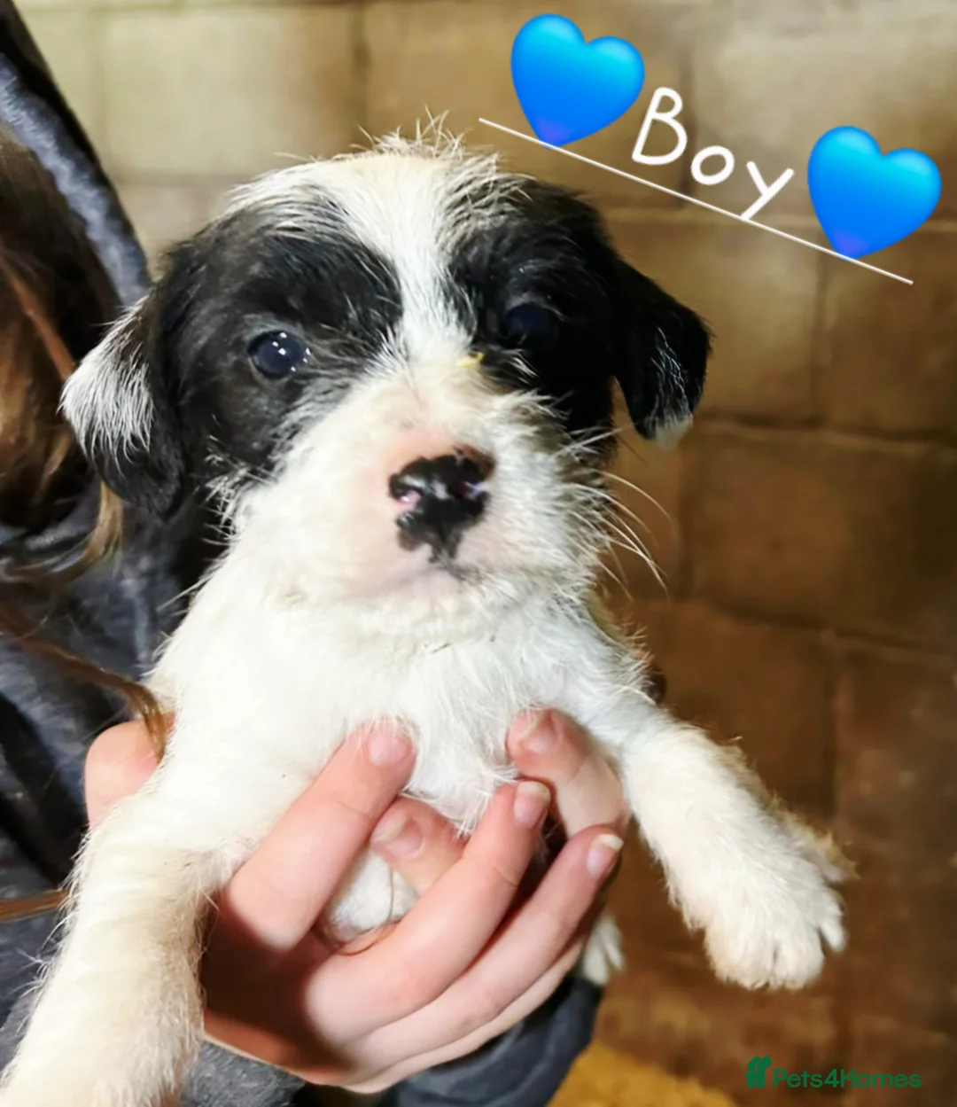 Mixed Breed dogs for sale: Lovely Jack russel x sealyham terrier pups. - Advert 6