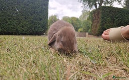 English Lop rabbits for sale: 6 adorable bunnies £60 each ready for a fun home  - Image 18