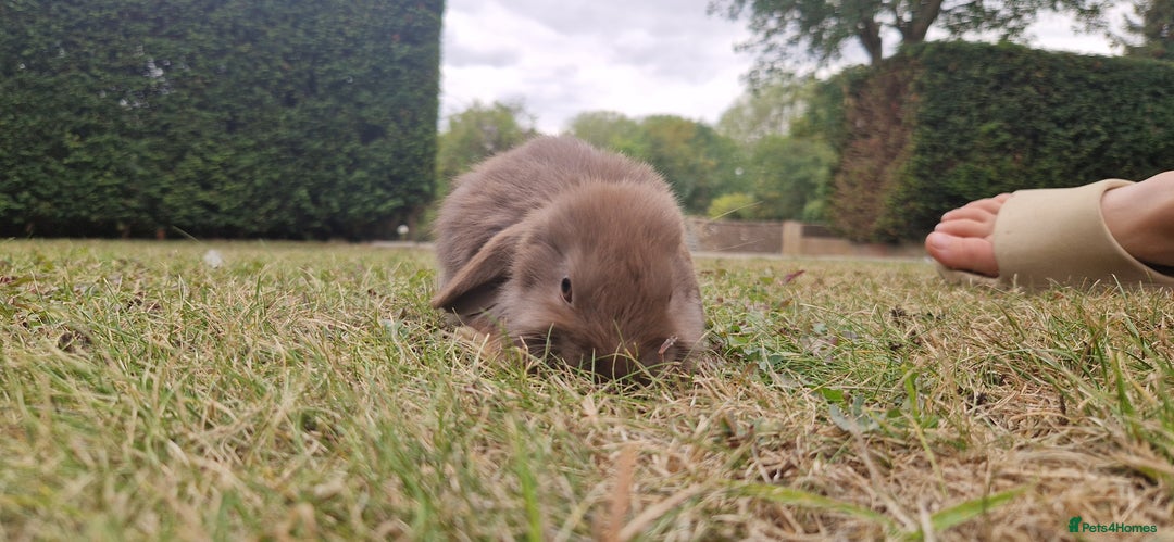 English Lop rabbits for sale: 6 adorable bunnies £60 each ready for a fun home  - Image 18