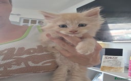 Maine Coon cats for sale: 5 chunky babys - Image 3