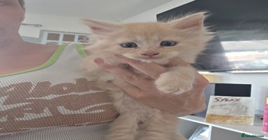 Maine Coon cats - Advert 16