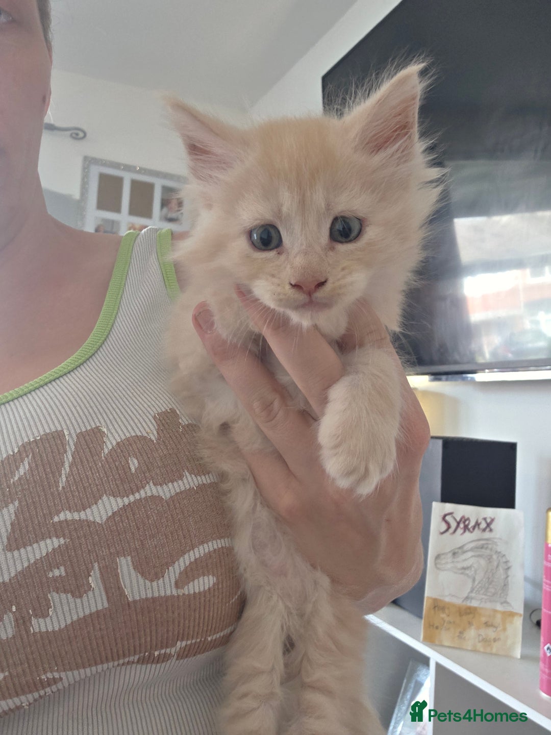Maine Coon cats for sale: 5 chunky babys - Image 3